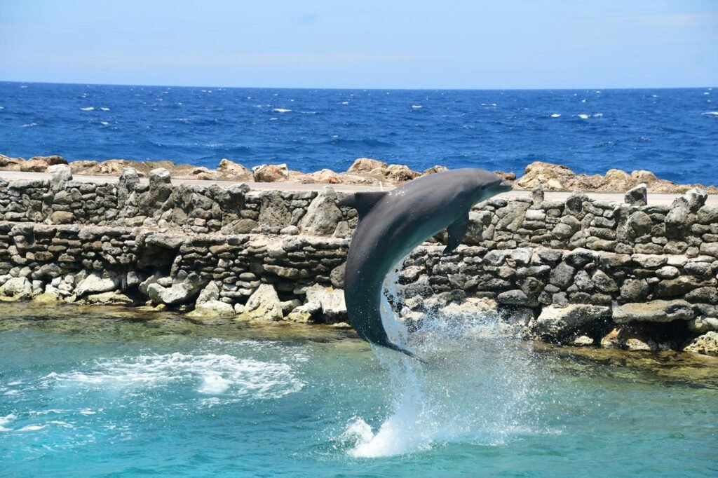 dolphin