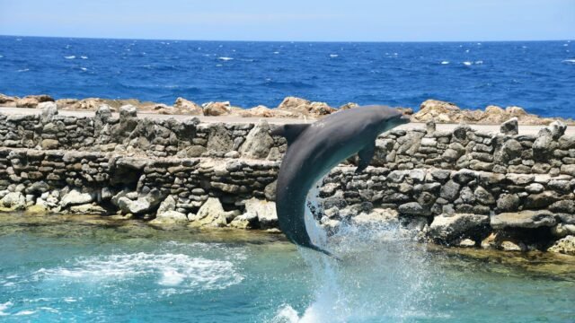dolphin