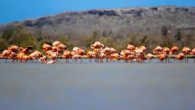 flamingos