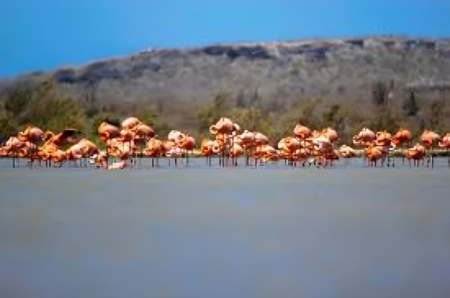 flamingos